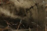 Triassic Petrified Wood (Araucaria) Round - Utah #144255-1